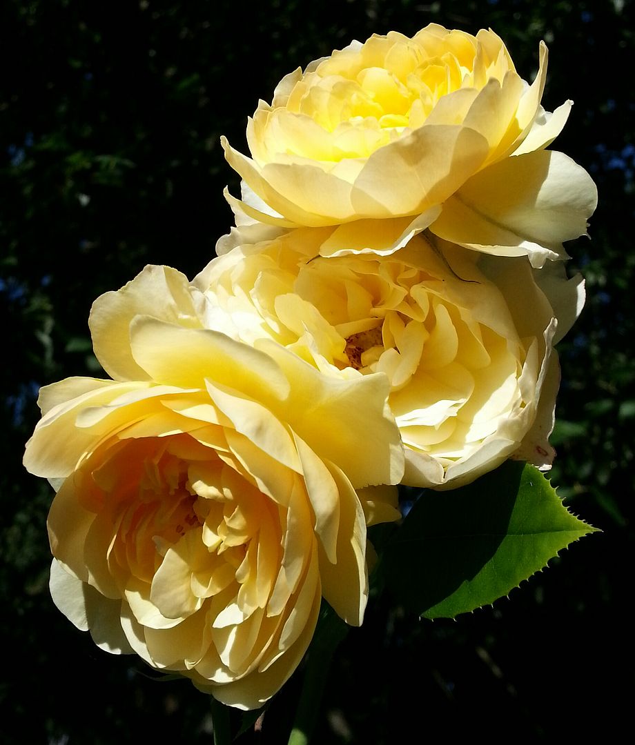  photo 20140728_085449-1_zpsizrptrsl.jpg